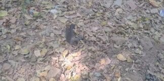 भागलपुर: सैंडिस कंपाउंड में दर्जनों कौवों की मौत से हड़कंप, बर्ड फ्लू की आशंका से दहशत