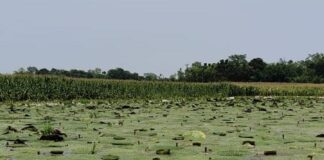 सहरसा के किसानों ने आपदा को बनाया अवसर: जलभराव वाली जमीन पर उगाया ‘सफेद सोना’, अब बन रहे लखपति