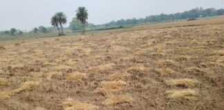 बेमौसम बारिश की मार: जगदीशपुर में रबी फसलों पर फिरा पानी, बर्बादी देख किसानों की आंखों में आए आंसू