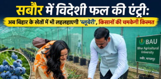 सबौर में विदेशी फल की एंट्री: अब बिहार के खेतों में भी लहलहाएगी ‘ब्लूबेरी’, किसानों की चमकेगी किस्मत